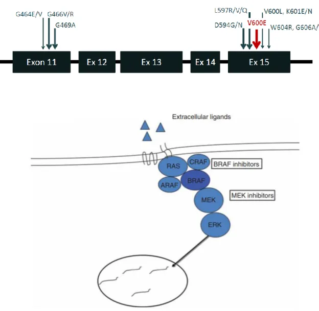 Figure 3 : Mutations BRAF selon les exons 