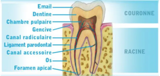 Figure 1 : anatomie de la dent [140] 