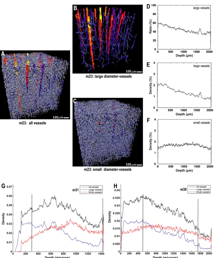Fig. 3. Contributions of large- and small-diameter-vessels to the vascular volume through the cortical depth