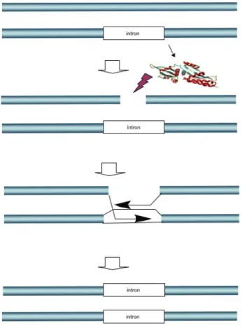 Figure	11	:	Mécanisme	de	fonctionnement	des	méganucléases	de	homing 29 	 I.1.2.2.2  Protéine	TALEN	