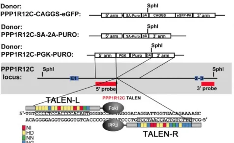 Figure	12	:	Schéma	représentant	le	mécanisme	de	reconnaissance	employé	par	les	TALEN 32 	 Basé	sur	ce	principe,	les	TALEN	peuvent	permettre	de	réaliser	l’insertion	d’un	génome	étranger	 dans	une	cellule	hôte	à	partir	de	l’introduction	d’ADN	étranger	au	niv
