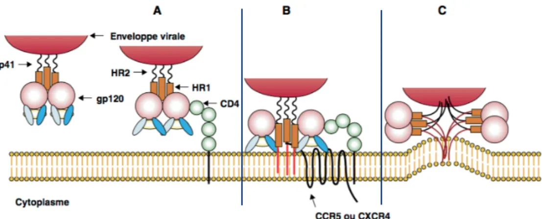 Figure	24	:	Schématisation	de	l’adsorption	du	VIH	sur	un	lymphocyte	T4 51 	