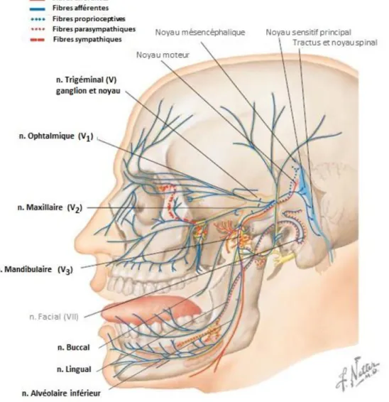 Figure 14 : Vue schématique du trajet du nerf trigéminal (V) (4)  3.2.1.2.1 Rappel anatomique du nerf alvéolaire inférieur  