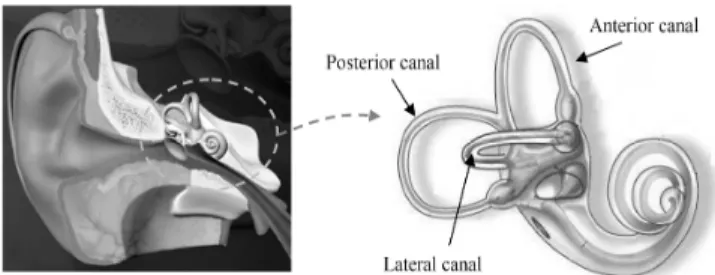Figure 1: Global visualization of the inner ear and zoom on the  3 canals (angular sensors)