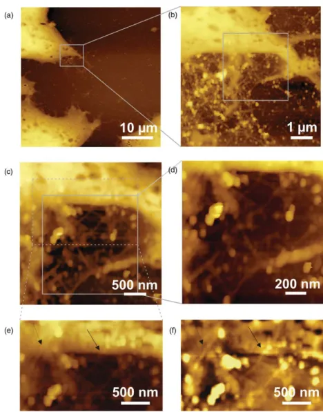 Figure 3. Topographic AFM images (logarithmic contrast) of RNA–SWNT incubated HeLa cells acquired with contact mode AFM in air.