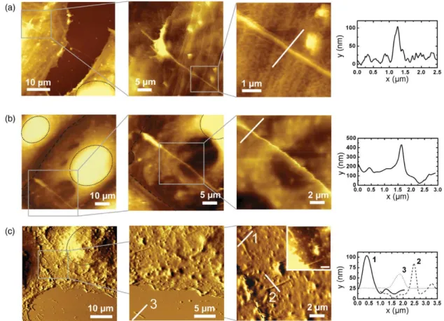 Figure 5. Contact mode AFM images of ﬁxed ECV cells captured in buffer solution revealing DWNT bundles on cell surfaces.