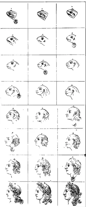 Figure 2.1  « La ligne d'animalité  ».  (Tiré de J.  K.  Lavater, L'Art de  connaître les  hommes par la physionomie, éd
