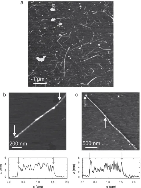 Fig. 2. Topographical images of BSA-coated DWNTs on mica obtained by contact mode imaging in air