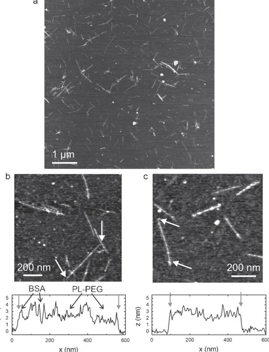 Fig. 1a shows a survey image of non-functionalized DWNTs after immersion in the organic solvent DCE and subsequent evaporation revealing aggregates and long bundles of different height and length