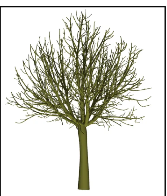Figure 2.7 – The Walnut model (digitized by Sinoquet et al. c.f. [SRG97])