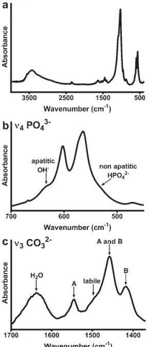 Figure 4. FTIR spectrum of the nanocrystalline apatite (a) and expansions of m 4 PO 3 4  domain (b) and m 3 CO 23  domain (c).