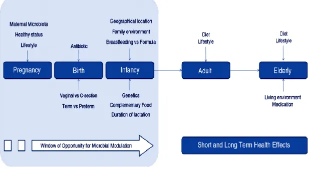 Fig. 2. Factors influencing the development of infant, adult, and elderly gut microbiota  [Rodriguez et al