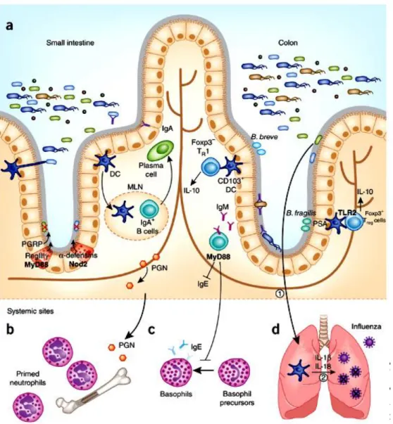 Fig.  3.  Pattern  recognition  receptors (PRRs)  signaling  promotes  immune  homeostasis