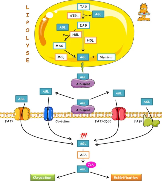Figure 6 : Lipolyse du tissu adipeux et transport des acides gras dans l’hépatocyte. 
