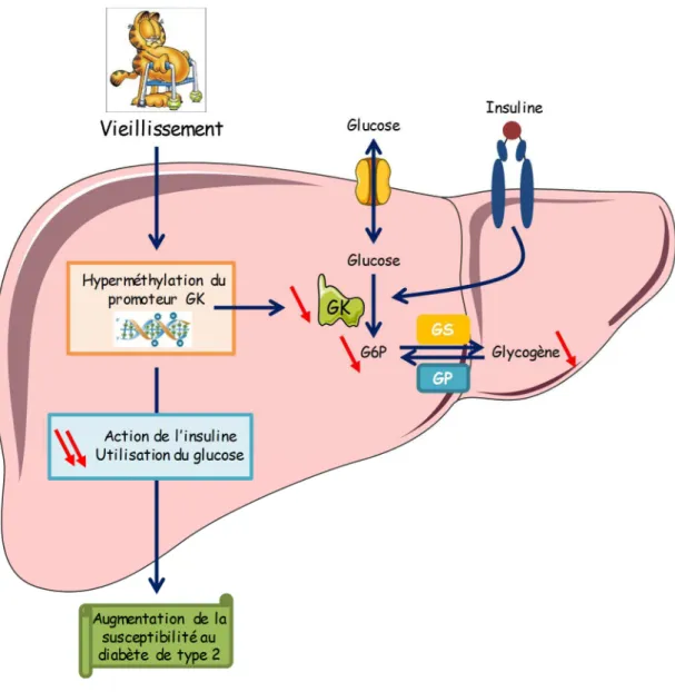 Figure  14 :  Effet  de  l’hyperméthylation  du  promoteur  de  la  GK  dépendante  de  l’âge  sur  la  susceptibilité au diabète de type 2