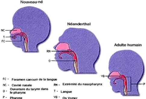 Figure 7  Schéma des  principales structures de  l'appareil  bucco-phonatoire montrant  la  grande ressemblance entre  le  singe et le  nouveau-né 