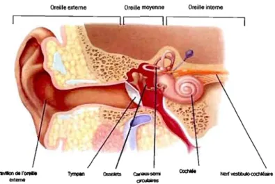 Figure 8  Schéma des  principales structures de  l'oreille 