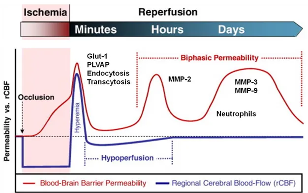 Figure 1.5. Schéma des événements phasiques de la barrière hémato-encéphalique associés à l'ischémie cérébrale et à  la  reperfusion  au  cours  du  temps,  tels  que  définis  dans  le  texte