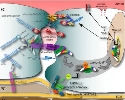 Figure  1.6.  Organisation  schématique  de  la  signalisation  de  la  β-caténine  dans  les  cellules  endothéliales  du  système nerveux central