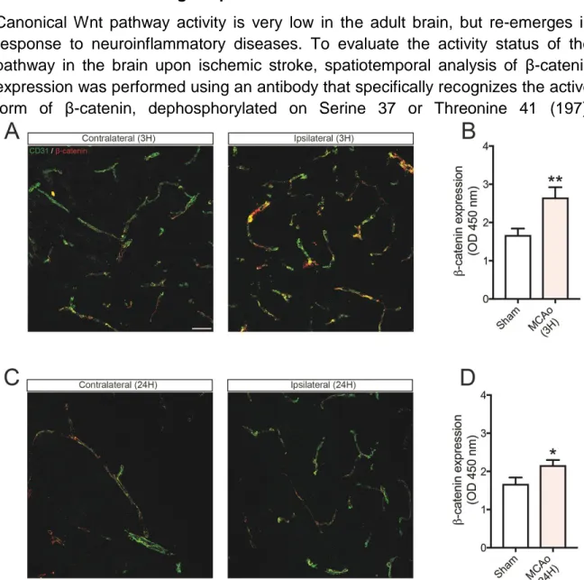 Figure 2.1. Canonical Wnt pathway activity is detectable predominantly in brain endothelial cells and is induced  upon  ischemic  stroke
