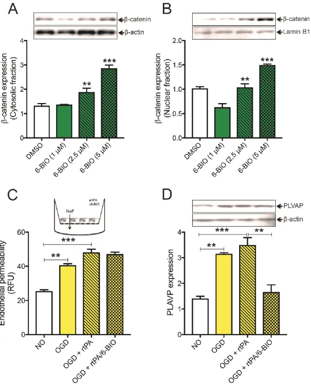 Figure 2.3. 6-BIO efficaciously activates the canonical Wnt pathway in brain endothelial cells and decreases the  OGD-induced basal permeability