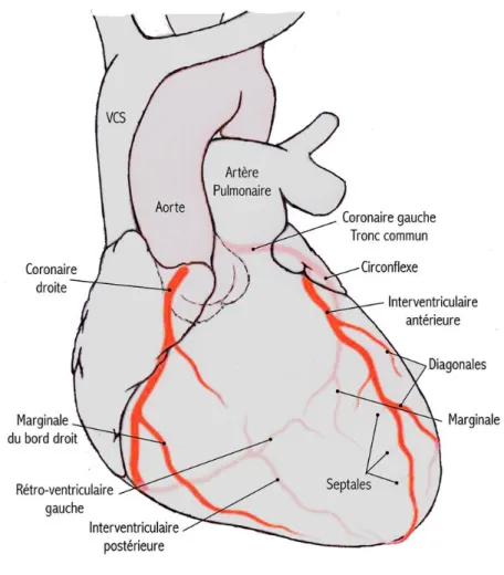 Figure 3 : Les artères coronaires (5) 