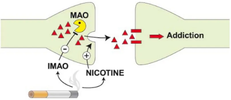 Figure 1 : Mode d’action des IMAO (8). 