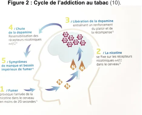 Figure 2 : Cycle de l’addiction au tabac (10). 