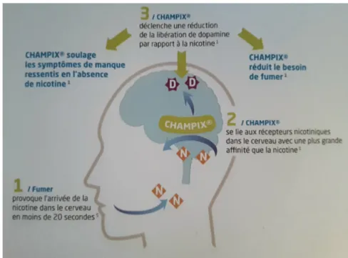 Figure 5 : Mode d’action de Champix â  (46). 