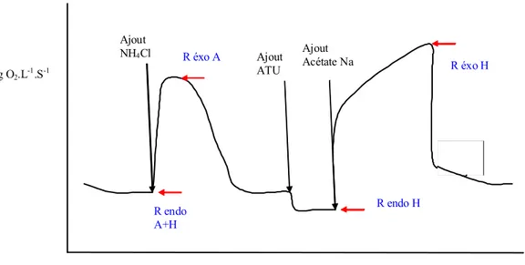Figure 2.6.2.1(b). Exemple de respirogramme. Campagne expérimentale II.  R : Respiration