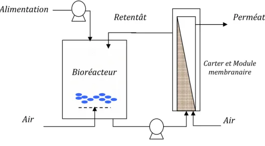 Figure 2.1.2.2 Schéma d’un Bioréacteur à membrane à filtration semi-frontale avec module externe 