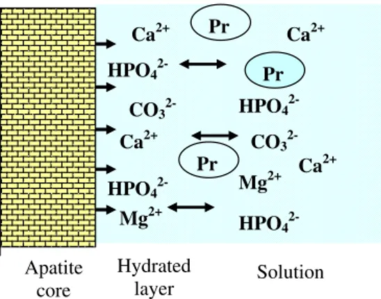 Fig. 3 Schematization of apatite nanocrystals of bone mineral. The core of the crystals is a non-stoichiometric apatite lattice