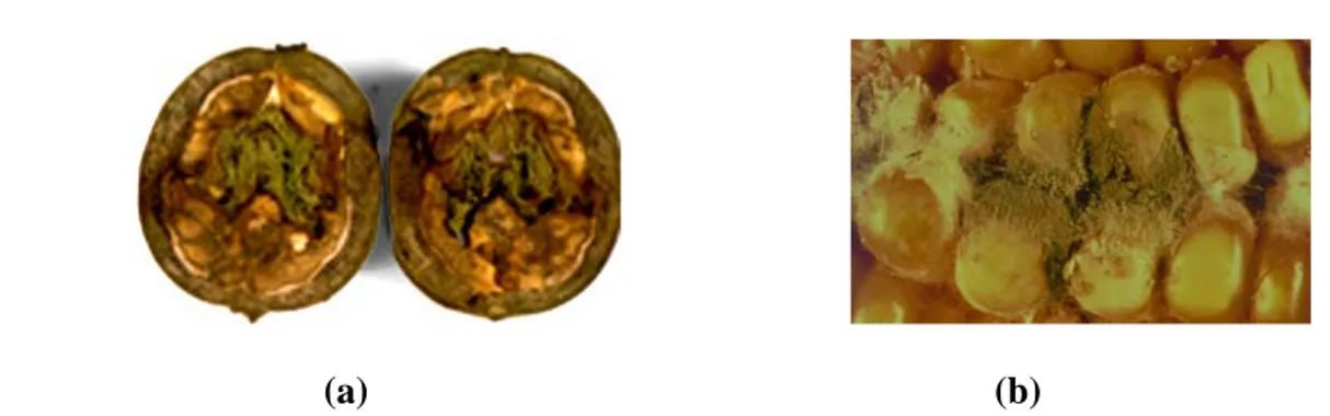 Figure 1:  Contamination of food by fungi: (a) Aspergillus-infected walnuts, (b) The  fungus Aspergillus sporulating on corn