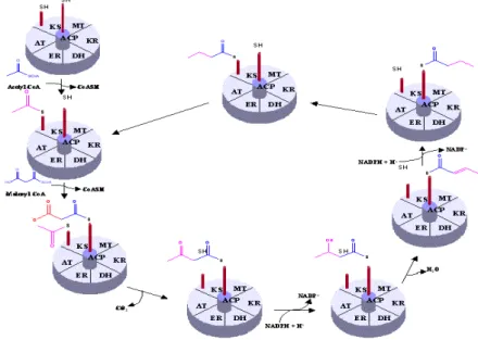 Figure 10. Classical chain elongation steps during fatty acid biosynthesis.  