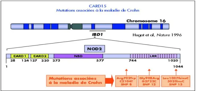 Fig 3 : Représentation schématique du gène et de la protéine Card15/Nod2 et  les 3 mutations les plus fréquentes 