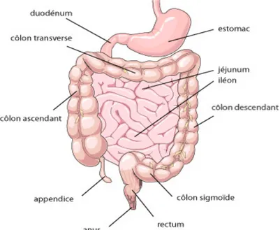 Fig 7 : Localisation de l’atteinte digestive dans la rectocolite hémorragique 