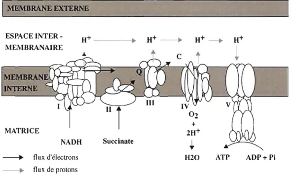 Figure  0.1  Chaîne  respiratoire  mitochondriale  (complexes  1 à  IV)  et  ATP  synthase  (complexe  V)