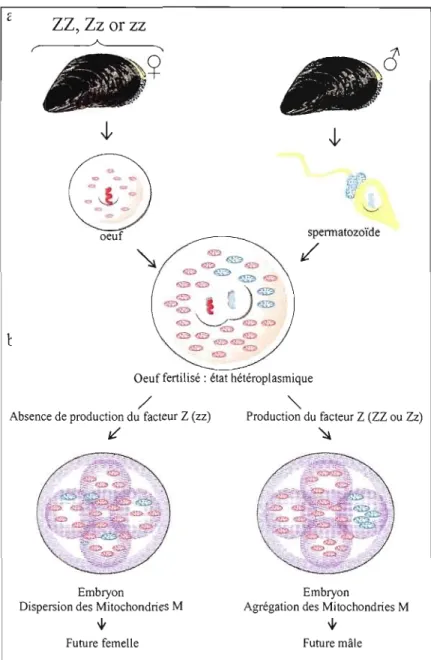 Figure  0.5  Modèle  expliquant  la  double  transmission  uniparentale  chez  les  moules