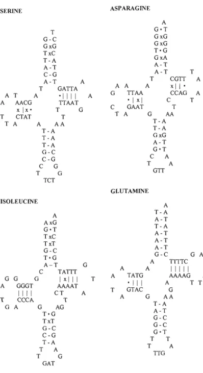 Figure  1.2  Additional  tRNA-like  structures  only  found  III  M  trossulus  recently­