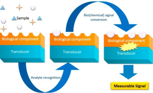 Figure 1.1: Operative scheme of a standard biosensor [3]. 