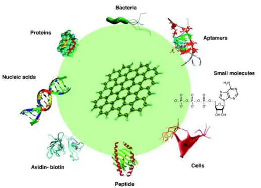 Figure 1.5: Graphene and its derivatives have been reported to be functionalized with  avidin-biotin, peptides, DNAs, proteins, aptamers, small molecules, bacteria, and cells  through physical adsorption or chemical conjugation for biosensing applications 