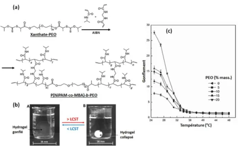 Figure B.8. 16  (a) Synthèse du réseau P(NiPAM-co-MBA)-b-PEO par polymérisation radicalaire via la voie  RAFT