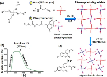 Figure B.19. 31  (a) Structures des chaînes PEG constituant l’hydrogel. (b) Variation du module élastique  pendant  la  synthèse  (réticulation)  et  pendant  une  exposition  à  365  nm  en  fonction  du  temps