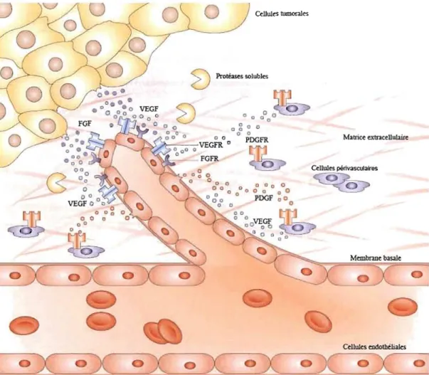 Figure 1.3 : Revue simplifiée des étapes clés de  l'angiogenèse tumorale. 
