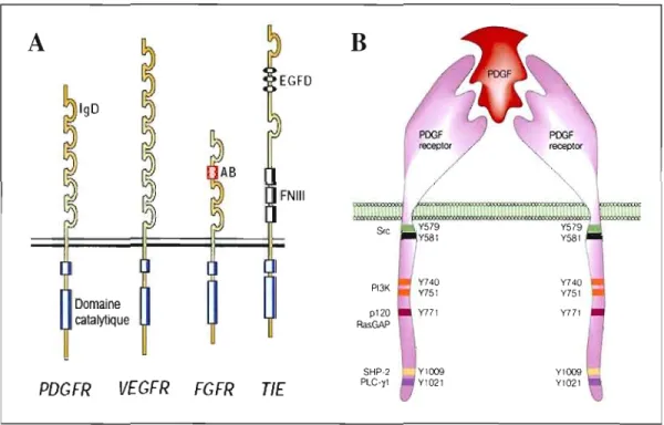 Figure  1.5  :  Représentations  de  certains  RTK  et  des  tyrosines  phosphorylables  de  la  portion  cytoplasmique  du  PDGFR