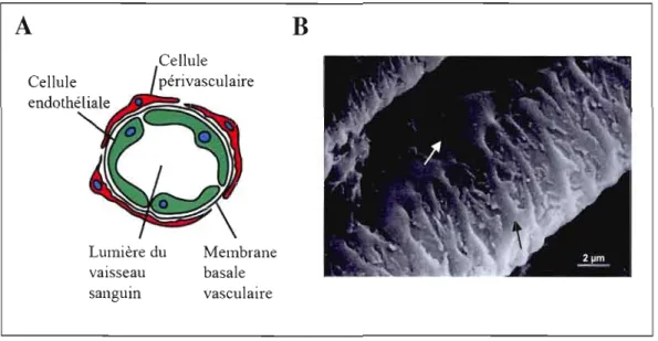 Figure  1.7:  Représentation  schématique  et  par  microscopie  électronique  à  balayage  (MEB)  des  cellules  périvasculaires