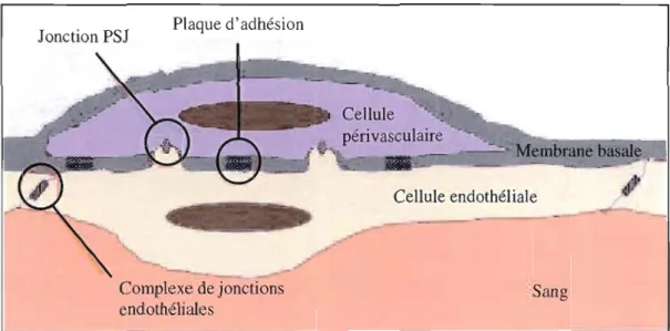 Figure 1.8  : Interactions entre les cellules endothéliales et les  cellules péri vasculaires