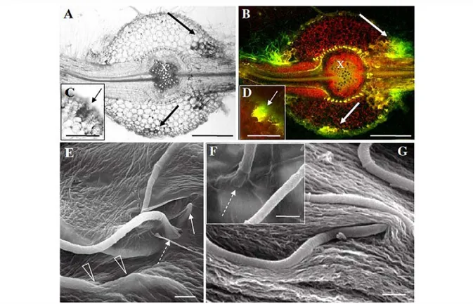 Fig. 1  Penetration of  P. macdonaldii  strain TA4 E into roots of  CI :&gt;0 sunflower