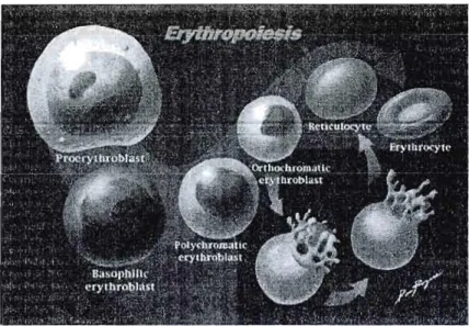 Figure  1,2  :  Illustration  des  différents  précurseurs érythropoïétiques,  www.graphicpulse.com/medill/wblood.htm  1 