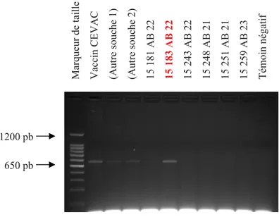 Figure 3 : Amplification par PCR de l’espace intergénique 16S-23S de la culture 15 183 de la souche AB 22